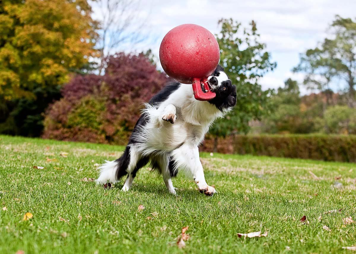 Описание Jolly Pets Tug-n-Toss - фото 1